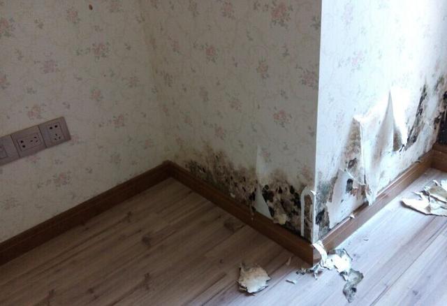 墙纸发霉怎么处理 如何预防墙纸发霉 墙纸发霉怎么处理 如何预防墙纸发霉